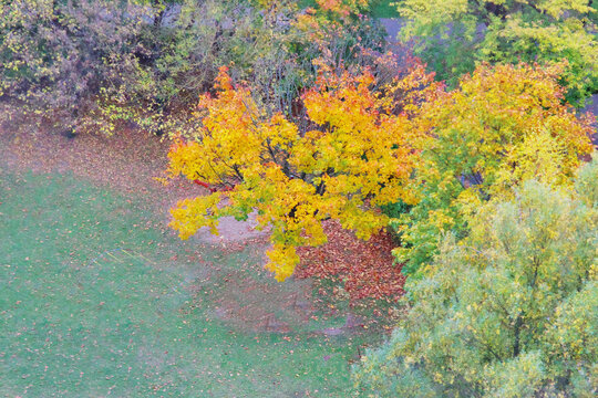 a view of trees and shrubs in a park covered in the colors of autumn