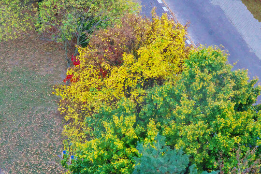 a view of trees and shrubs in a park covered in the colors of autumn