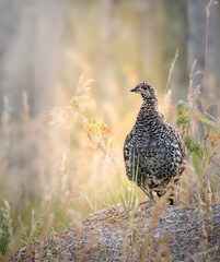 Grouse standing on a granite boulder in golden grass © Dixie