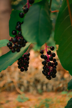 Close-up of ripe glossy black pokeweed berries on vibrant magenta stems, with a green leaf and soft natural bokeh in the background. Botanical detail in autumn garden.