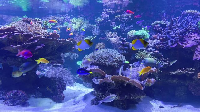 Tropical fish Sea goldie, Two-spot basslet, Yellowtail tang, Blue green damselfish, Goldtail demoiselle, Goldring bristletooth