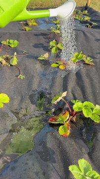 Watering young strawberry plants growing through black landscape fabric in a garden with a green watering can. Gardening, agriculture, organic farming, plant care