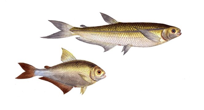 Fish, Fish, left: Salmon family, Salmo Bimaculatus, double-spotted salmon, bimaculated Salmon family, Salmon, right: Salmon family, Salmo argentinus, Silberstreiff, the Piabuco, Historic, digitally restored reproduction from a 19th century original, Record date not stated