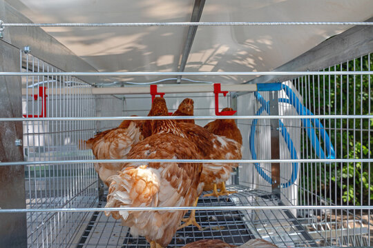 Brown Chickens in Wire Cage With Automatic Water Pipe Poultry Farming