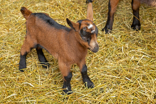 Brown Baby Goat Kid Standing at Straw in Enclosure at Animal Farm Close up