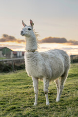 White Llama in a Farm Pasture at Sunset  A white llama stands in a grassy farm pasture beneath a warm sunset sky. The animal’s thick coat and alert profile are set against a softly blurred background © olekristian