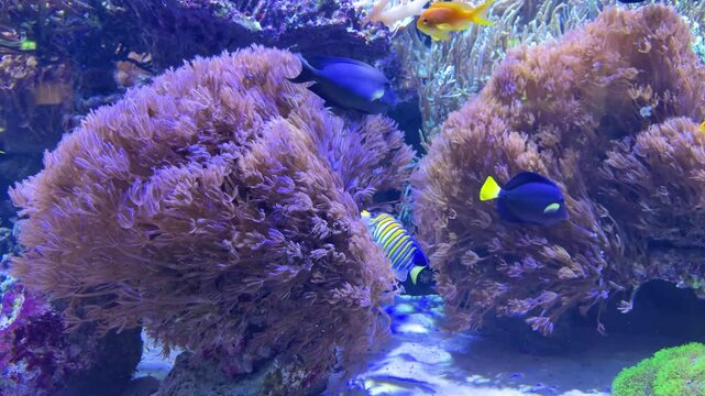 Fish Yellowtail tang, Blue banded surgeonfish, Sea goldie, Goldring bristletooth
