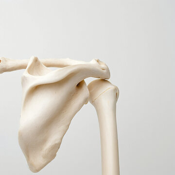 Human shoulder joint bones with scapula, clavicle and humerus, back view, realistic anatomical model on white background