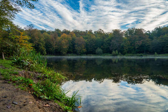 Forest and lake landscape, trees