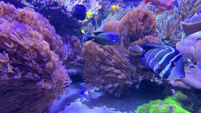 Blue banded surgeonfish, Yellowtail tang, Sea goldie, Goldtail demoiselle