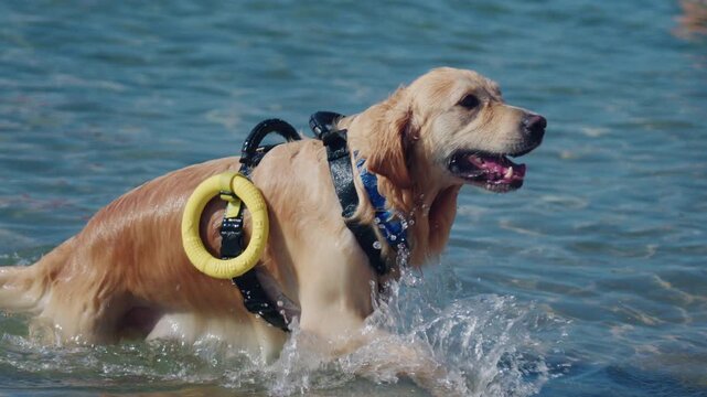 Wet golden retriever with a yellow floating ring on its harness walking out of the sea as a child pets its head, French Riviera, France.