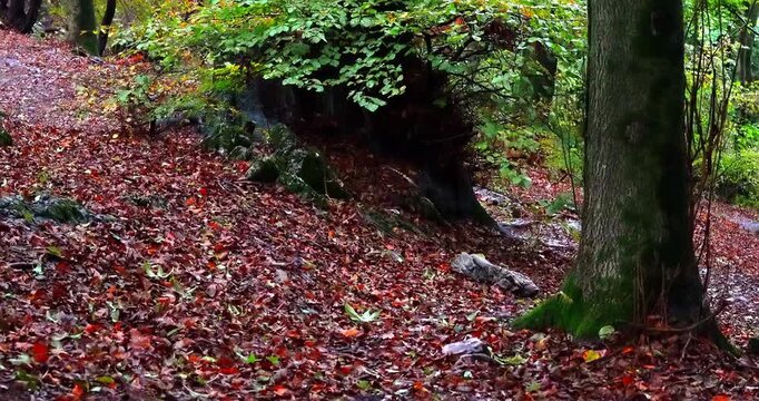 : Autumn landscape in the woods of the Sacro Monte di Varese