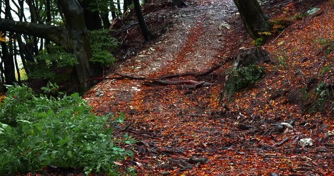 Autumn foliage in the woods of Varese