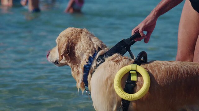 Wet golden retriever with a yellow floating ring on its rescue harness standing in shallow water, held by its handler, French Riviera, France.