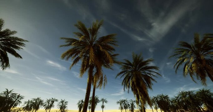 golden hour sky with palm silhouettes warm amber light, wispy clouds, calm horizon, tropical mood, vacation escape vibe, lowangle perspective, ideal for travel