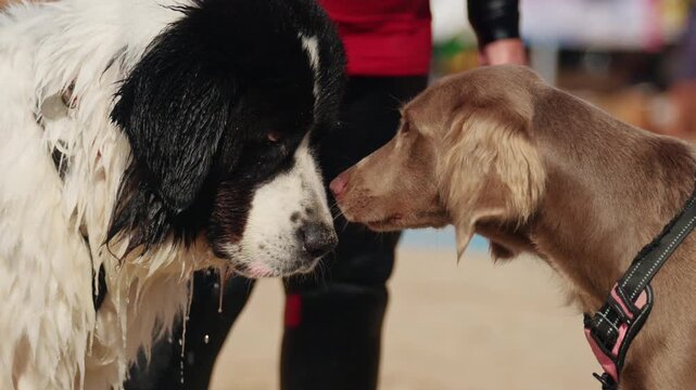 Weimaraner and wet Landseer Newfoundland dog sniffing noses on the beach while their handlers stand behind, French Riviera, France.