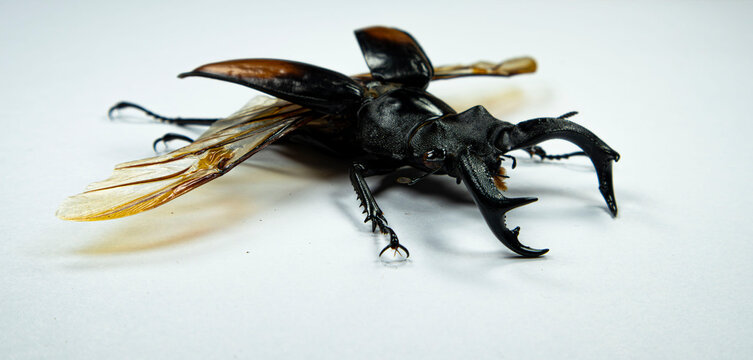 Hexarthrius Parryi Paradoxus Stag Beetle with Spread Wings on Wh