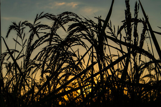 Silhouetted Rice Ear Heads Growing in Paddy Field at Sunset