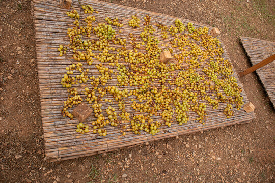 White grapes after scalding drying on traditional reed mats in t