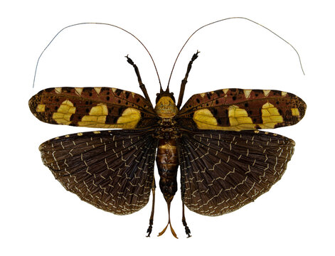 Macro top view of a regal katydid, Sanaa regalis, displaying patterned forewings and fan-shaped hindwings isolated on white. Detailed specimen of Orthoptera.