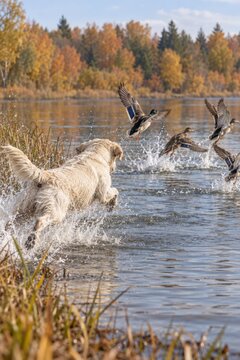 Golden retriever charging through shallow water as ducks take flight in an autumn wetland
