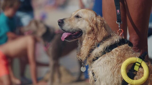 Wet golden retriever with a yellow floating ring on its harness sitting at its owner's feet on a busy beach, French Riviera, France.