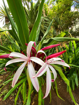 Giant Spider lily or Crinum amabile in the park of Tenerife, Canary Islands, Spain,4K.