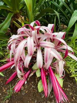 Giant Spider lily or Crinum amabile in the park of Tenerife, Canary Islands, Spain.