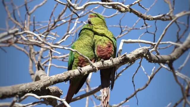 Two brightly colored green Austral parakeets perched affectionately together on a bare tree branch against a clear blue sky.
