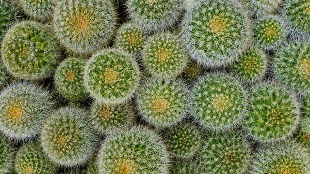 Overhead close-up of clustered round cacti with radial spines and green textured tops