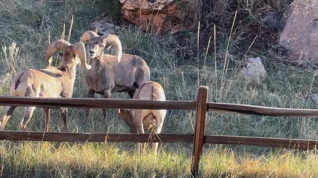 Bighorn Sheep Rams Fighting for Dominance During the Rut.