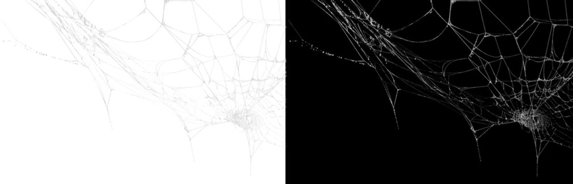 White spider web isolated on transparent background for spooky