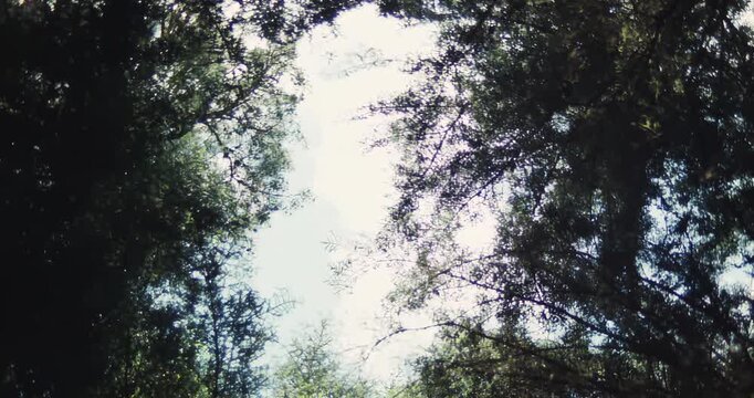 Cinematic upward view through a sunlit forest canopy as the camera rotates. Trees circle the bright sky in a dizzying vertigo-style shot, evoking an immersive woodland escape. Decompression in nature.