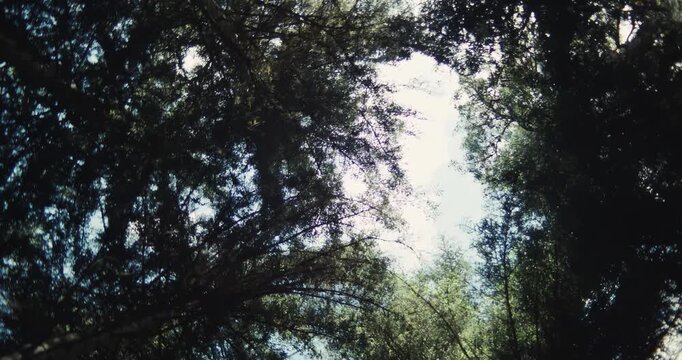 Cinematic upward view through a sunlit forest canopy as the camera rotates. Trees circle the bright sky in a dizzying vertigo-style shot, evoking an immersive woodland escape. Decompression in nature.