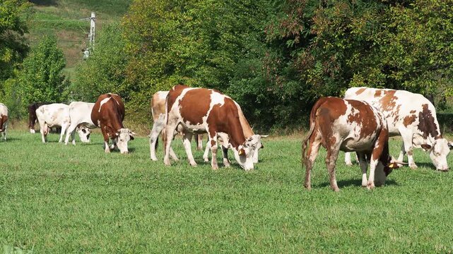Cattle herd grazing freely with cowbells in the Carpathian Mountains in late summer