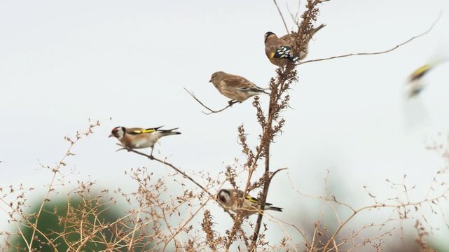 European Goldfinches (Carduelis carduelis) and Common Linnets (Linaria cannabina) feeding in a large flock
