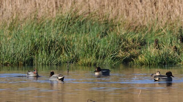Eurasian Teal, Anas crecca, birds in spring courtship on marshes