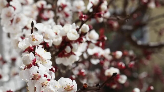 Apricot tree, apricot blossom, blossoming apricot branch, apricot (Prunus armeniaca), Austria