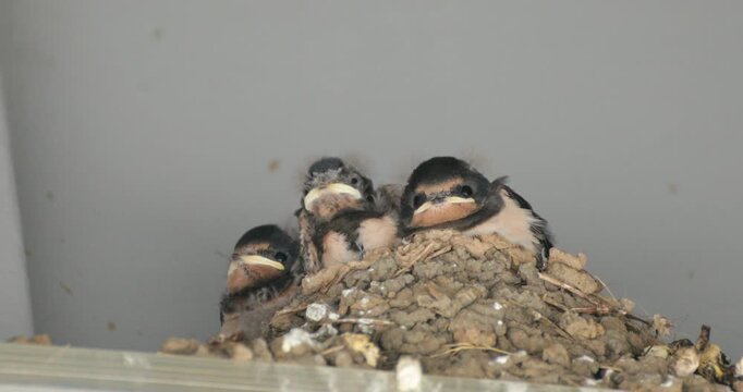 Young swallows in their nest, Kappeln, Schleswig-Holstein, Germany