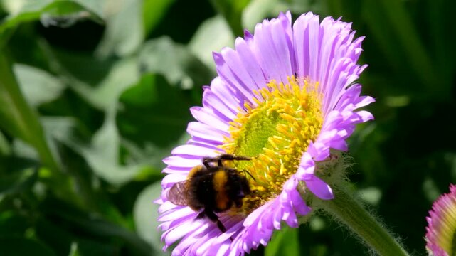 White-tailed Bumblebee (Bombus lucorum) on pink flower, Devon, England, United Kingdom