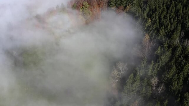 Drone flight over autumnal landscape with trees in the morning fog, autumn, forest, Mondsee, Mondseeland, Salzkammergut, Upper Austria, Austria