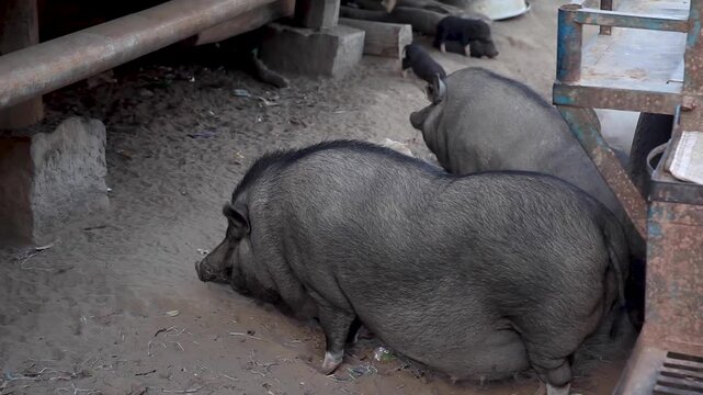 Vietnamese pot-bellied pigs (Sus scrofa f. domestica) in the village, Vietnam