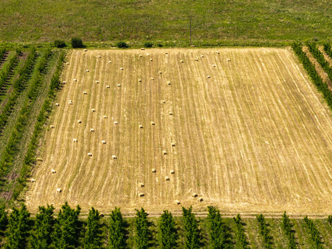 Aerial view of oat bales scattered across a harvested field, bordered by rows of green trees in Hoeko, Western Cape, South Africa.