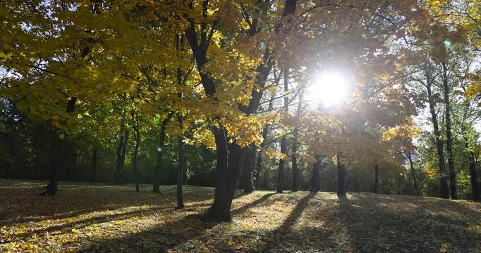 Dense maple branches with carved autumn leaves in the sun's rays, spreading trees with lush yellow crowns in a city park in clear weather