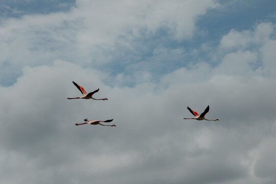 Three Greater Flamingos gliding gracefully across the sky, displaying their pink underwing patterns against a background of white cumulus clouds.