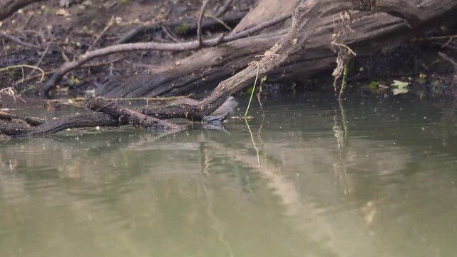 A nutria (Myocastor coypus) suddenly appears in a pond, beaver rat, nature, wildlife, Ahlden, district of Heidekreis, Lower Saxony, Germany