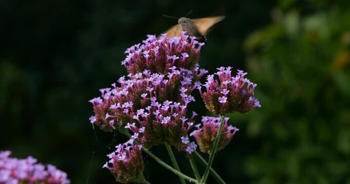 Butterfly, moth, hawk moth (Sphingidae), Pigeon tail (Macroglossum stellatarum), also called hummingbird hawk moth, flies from flower to flower, Purpletop vervain (Verbena bonariensis), Burgstemmen, 