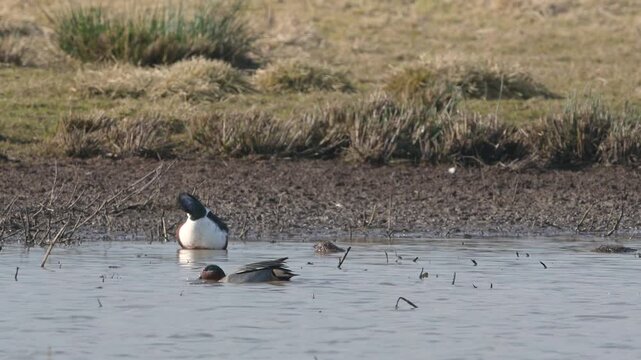Eurasian Teal, Anas crecca and Northern Shoveler, Spatula clypeata, birds in spring courtship on marshes