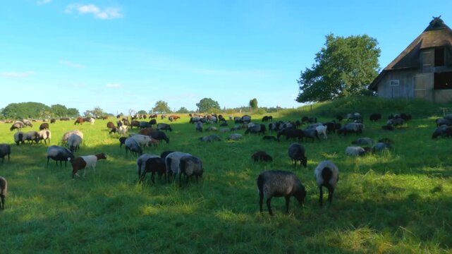 Panning shot, sheep, Heidschnucken, and goats grazing in front of sheepfold, Wilsede, L&uuml;neburg Heath, Lower Saxony, Germany
