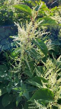 Flowering Japanese Knotweed (Fallopia Japonica), an invasive piece in a forest clearing in Ystad, Scania, Sweden, Scandinavia
